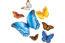 Butterfly Gust