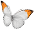 small white butterfly